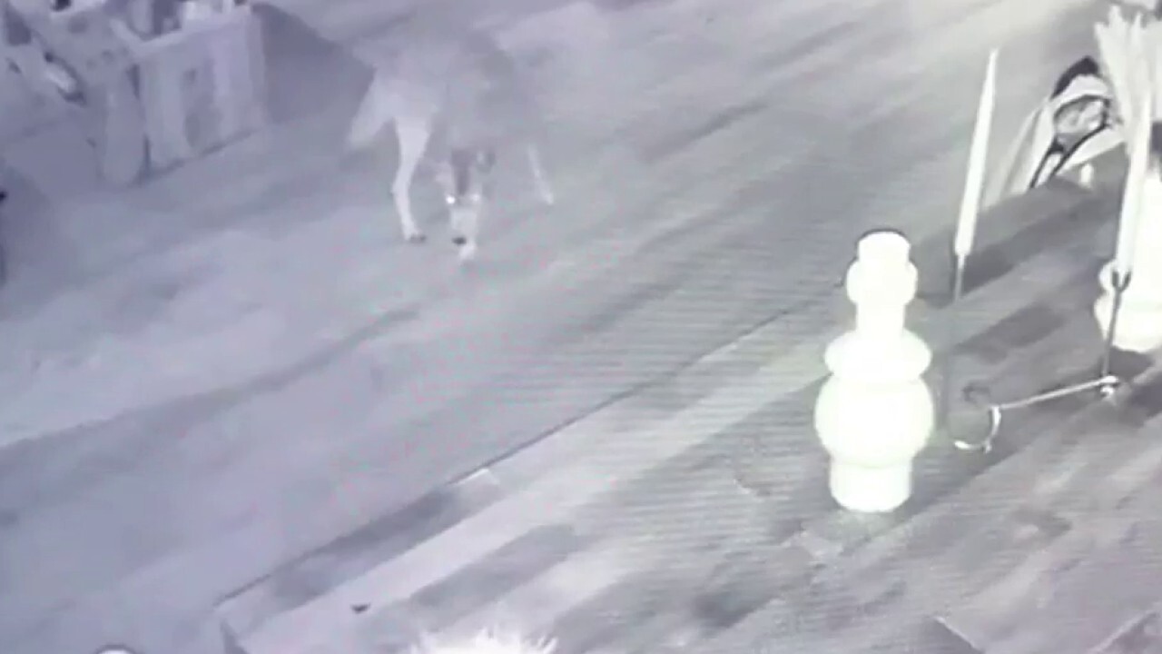 CA homeowner comes face to face with coyote that entered through doggie door sending cat into frenzy
