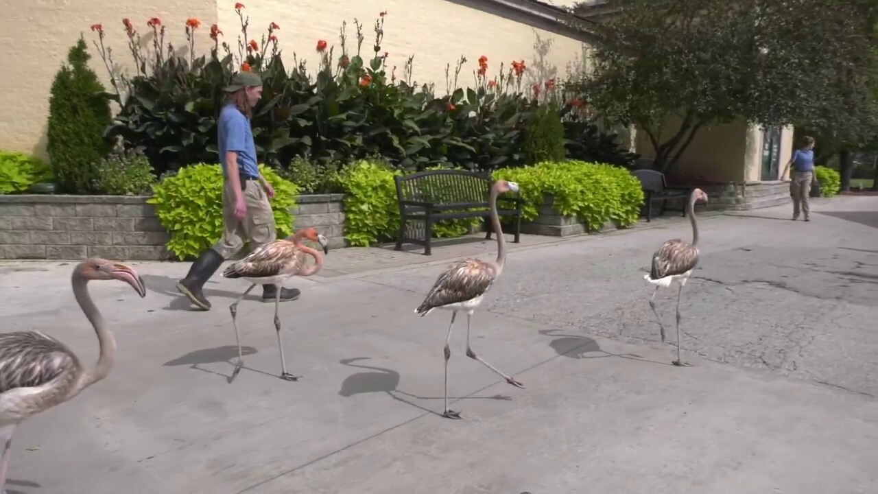 Берлинската зоологическа градина скърби за смъртта на фламингото Инго, за което се смяташе, че е на 75 години