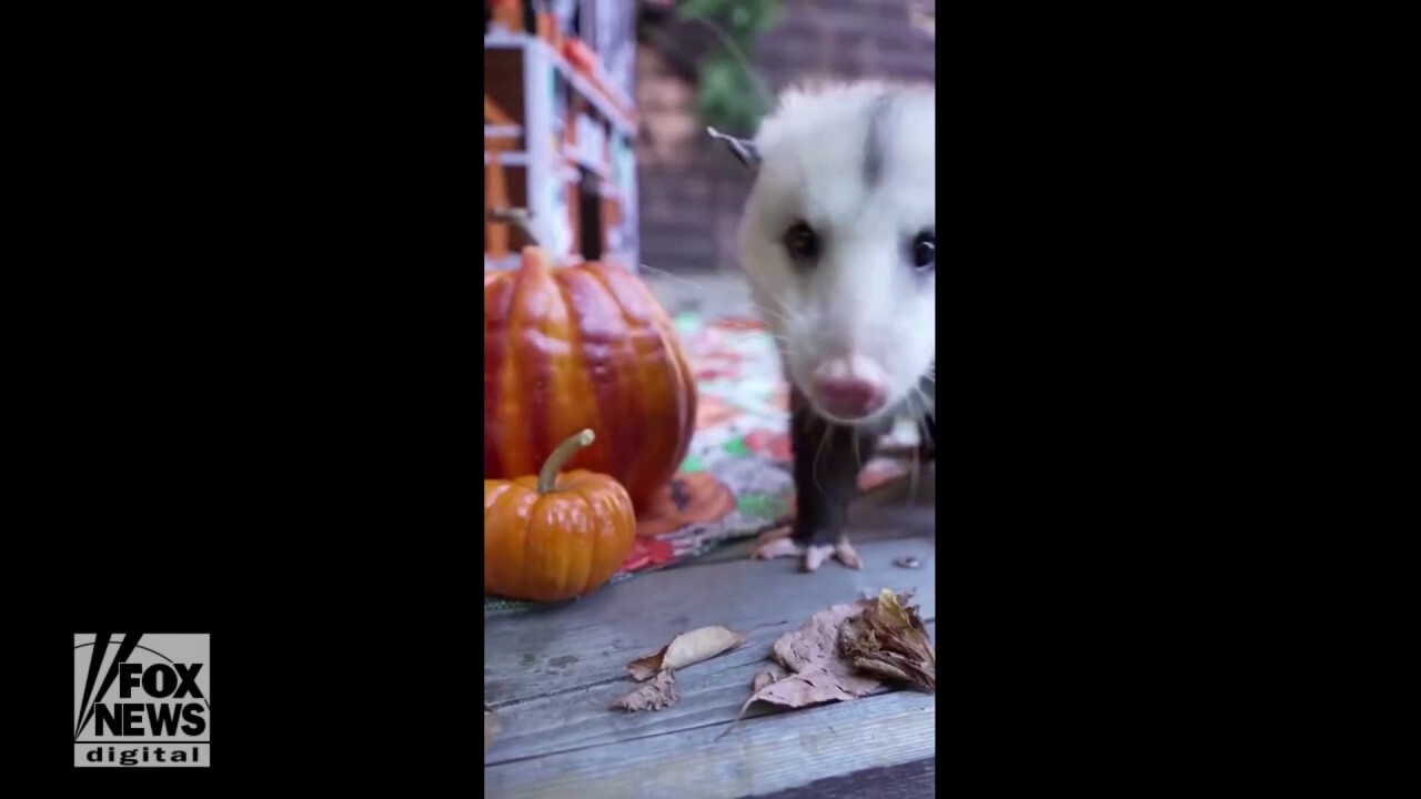 Halloween snacks enjoyed by rescue animal ahead of the holiday
