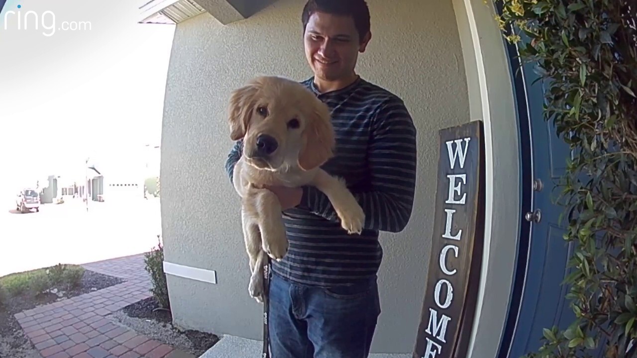 Puppy says ‘hello’ to owner through video doorbell