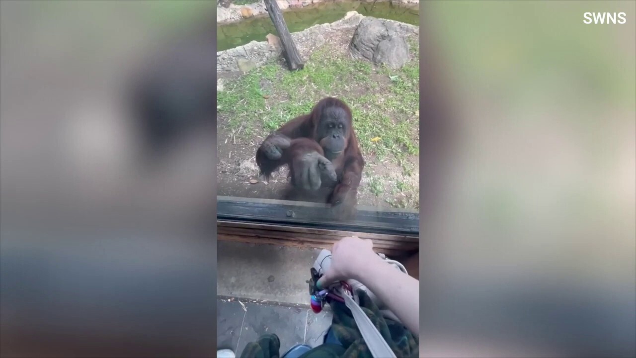 Orangutan begs zoo visitor to share her treats — see this remarkable video!