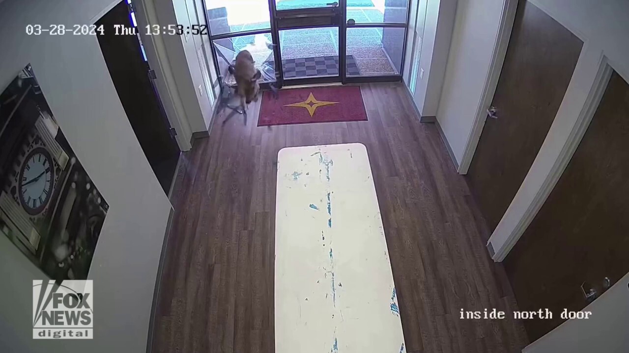 Deer crashes through bank window in Texas