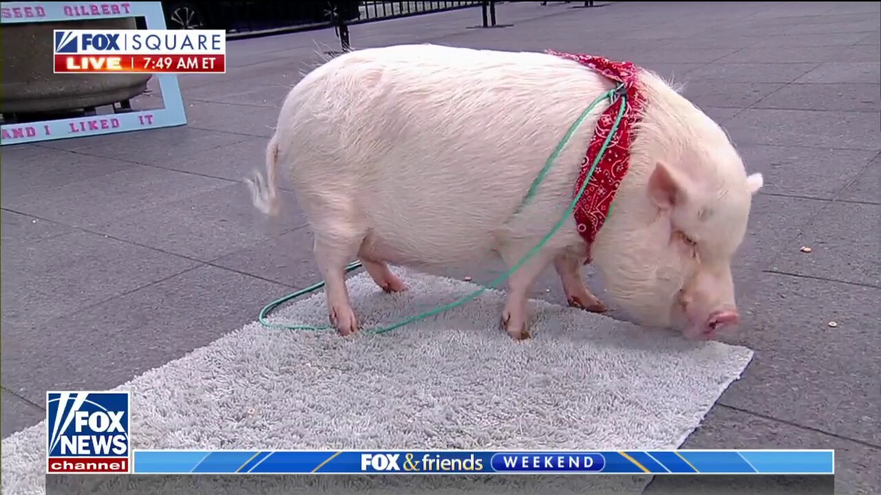 Gilbert the party pig brings smiles to FOX Square