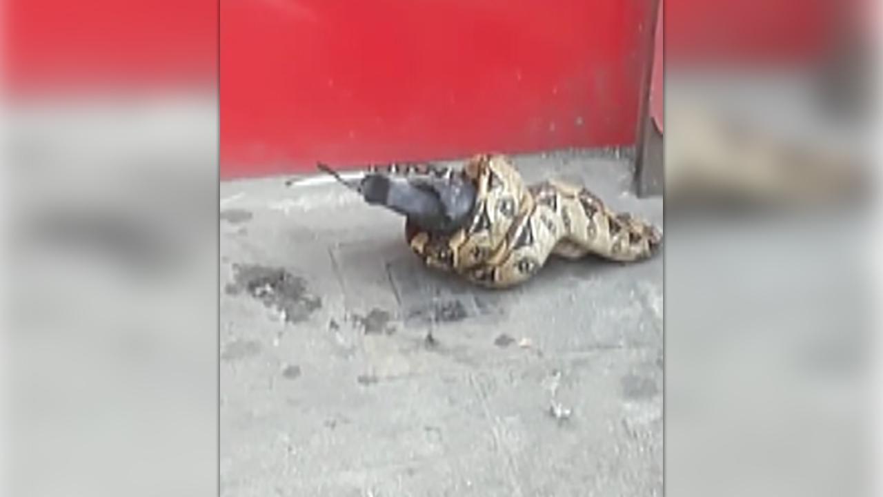 Raw video: Snake spotted eating pigeon in London