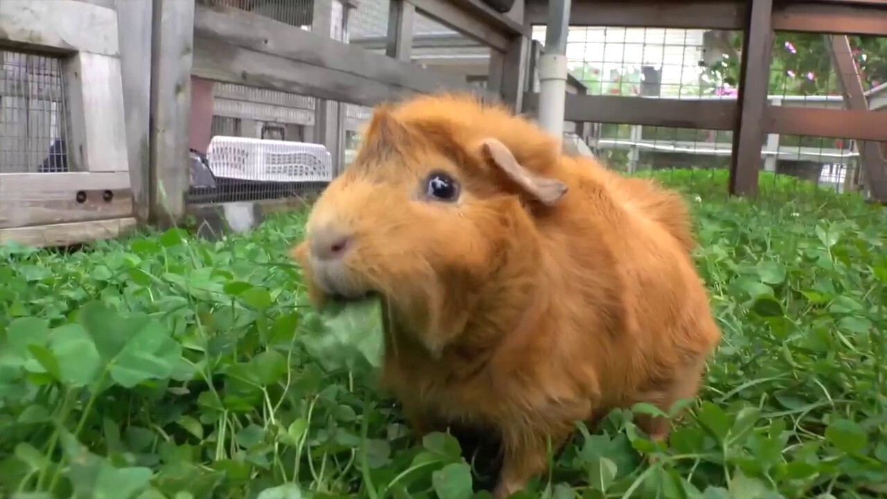 Feeding frenzy! Guinea pigs go wild for fresh veggies