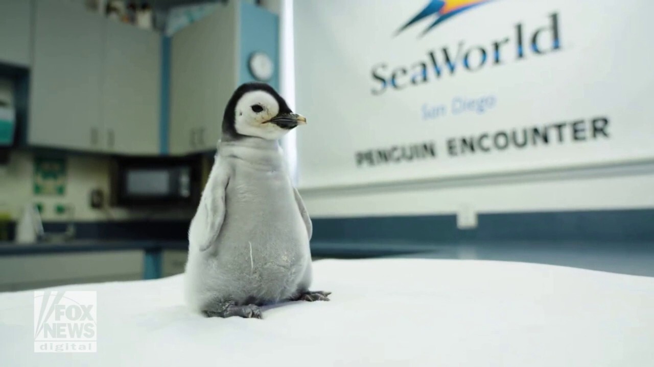 Rare emperor penguin hatches at local SeaWorld: See the action