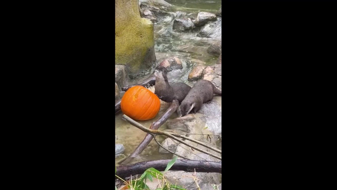 Otters Gail and Malu feast on fish-stuffed Halloween pumpkins at California zoo