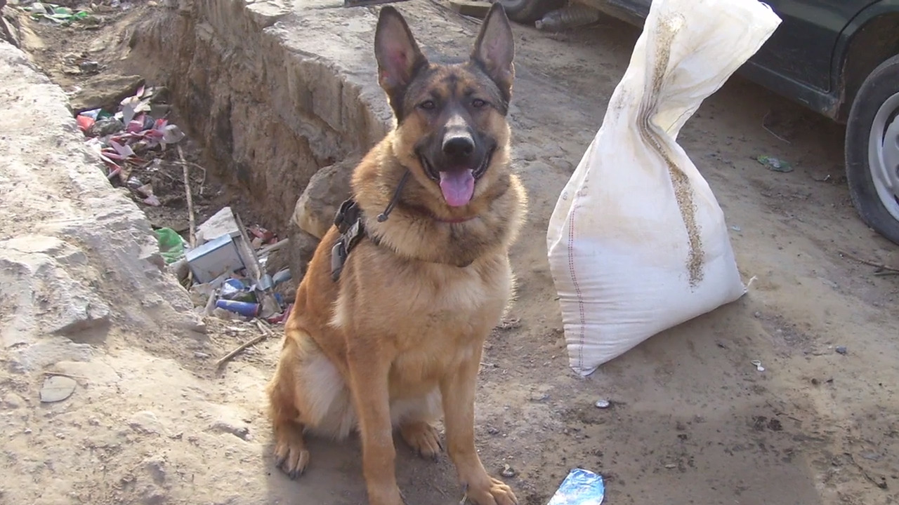 Wounded military working dog most accomplished in Marine Corps history