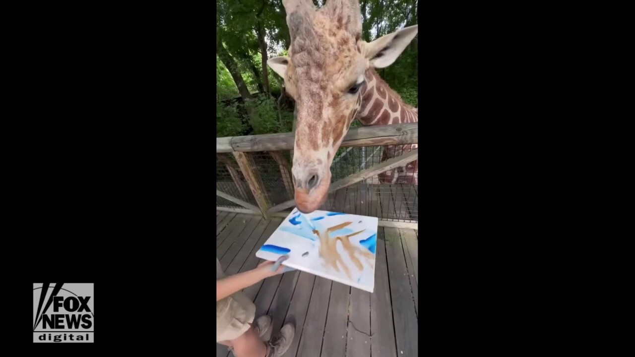 Giraffe paints artwork in honor of NBA draft
