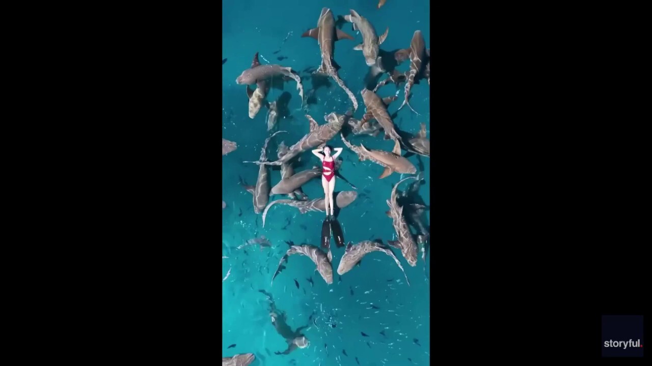 Tourist swims with dozens of sharks surrounding her