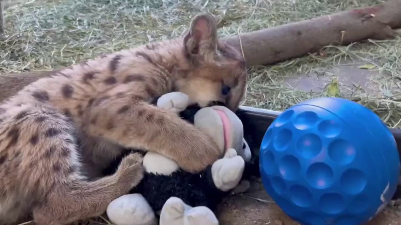 Rescued mountain lion battles it out with his favorite stuffed animal