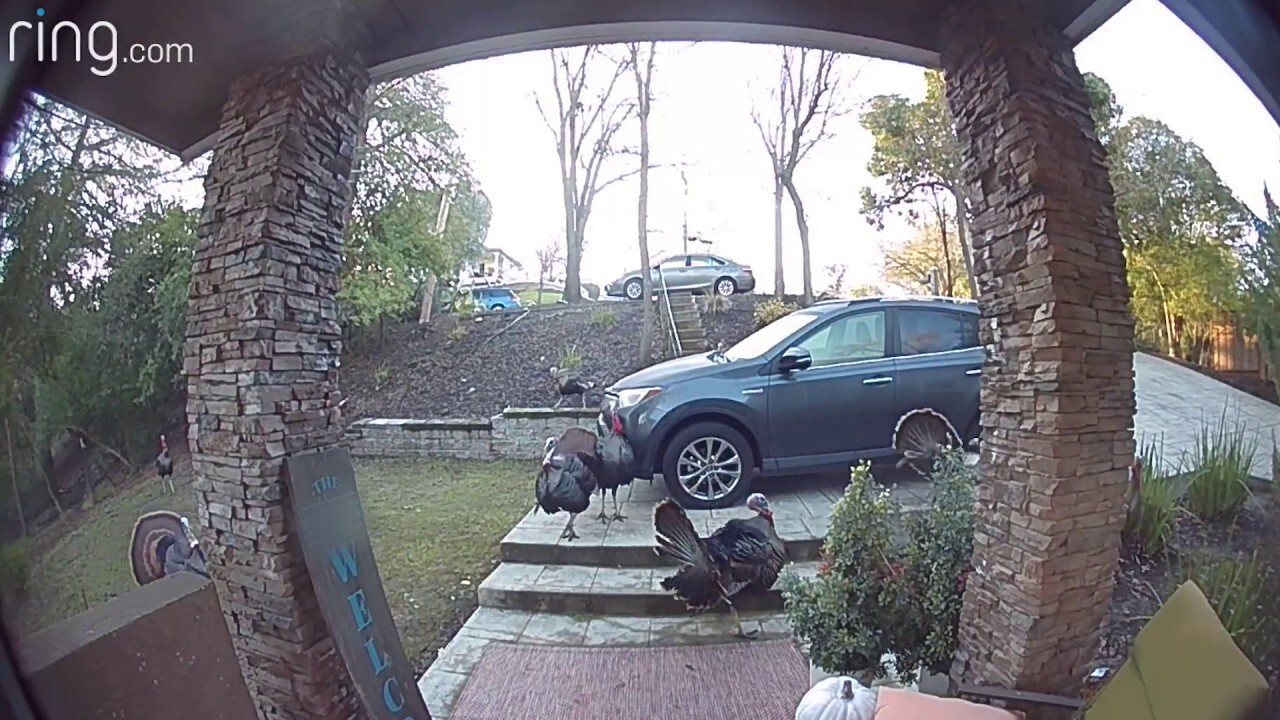 Wild turkeys invade homeowner's yard: See the crazy video