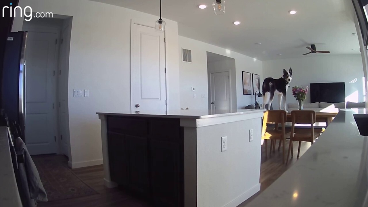 Dog caught standing on dining table without owner supervision