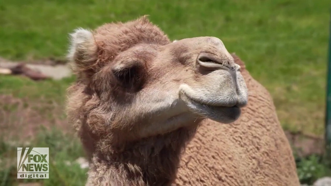 Camel shows off his vocalizing skills as he asks for a snack and more