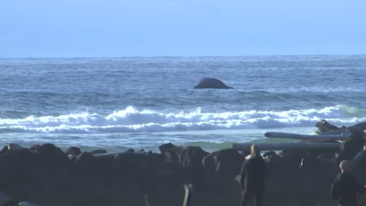 Мъртъв гърбат кит е намерен наскоро на плаж в Орегон