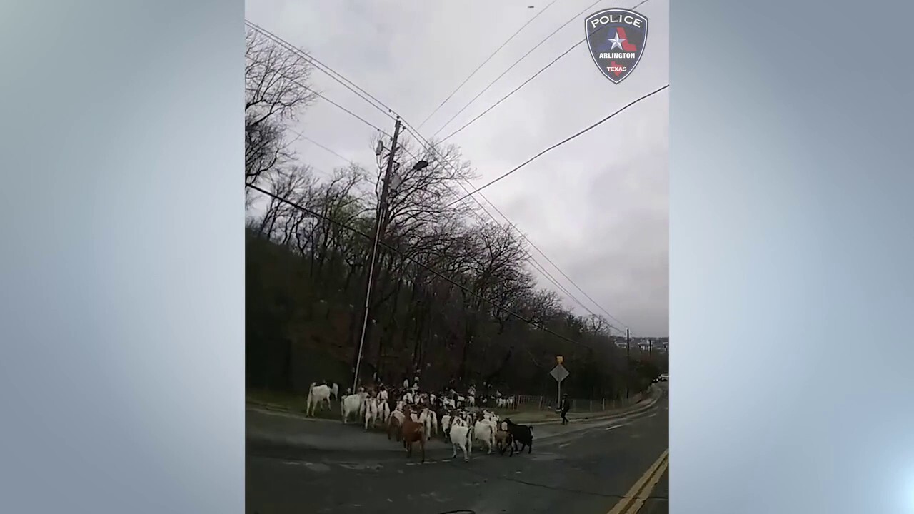 ГЛЕДАЙТЕ: Тексаската полиция преследва десетки кози, скитащи из квартал Арлингтън
