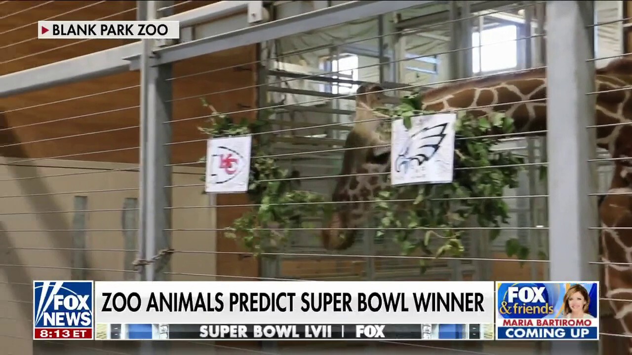 Giraffes predict Super Bowl LVII winner