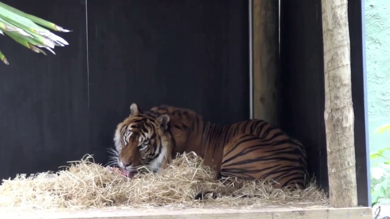 Tiger treats: Animals celebrate International Tiger Day