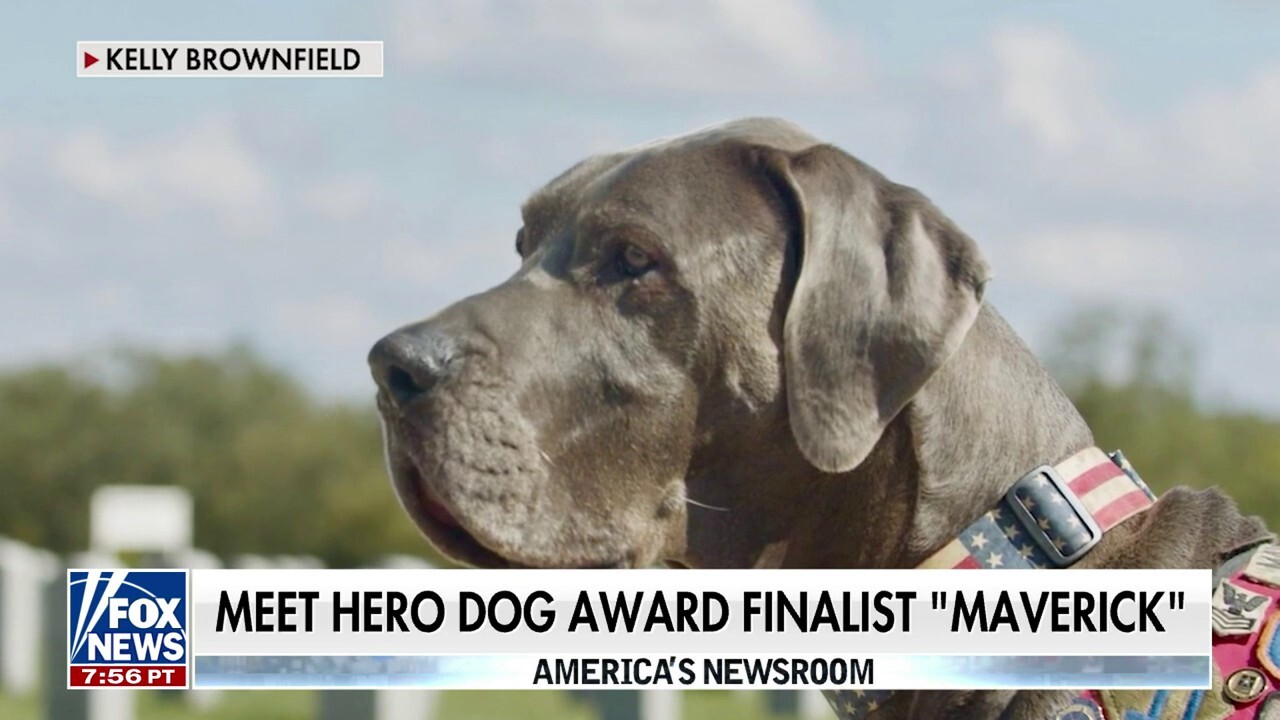 Meet hero dog award finalist 'Maverick'