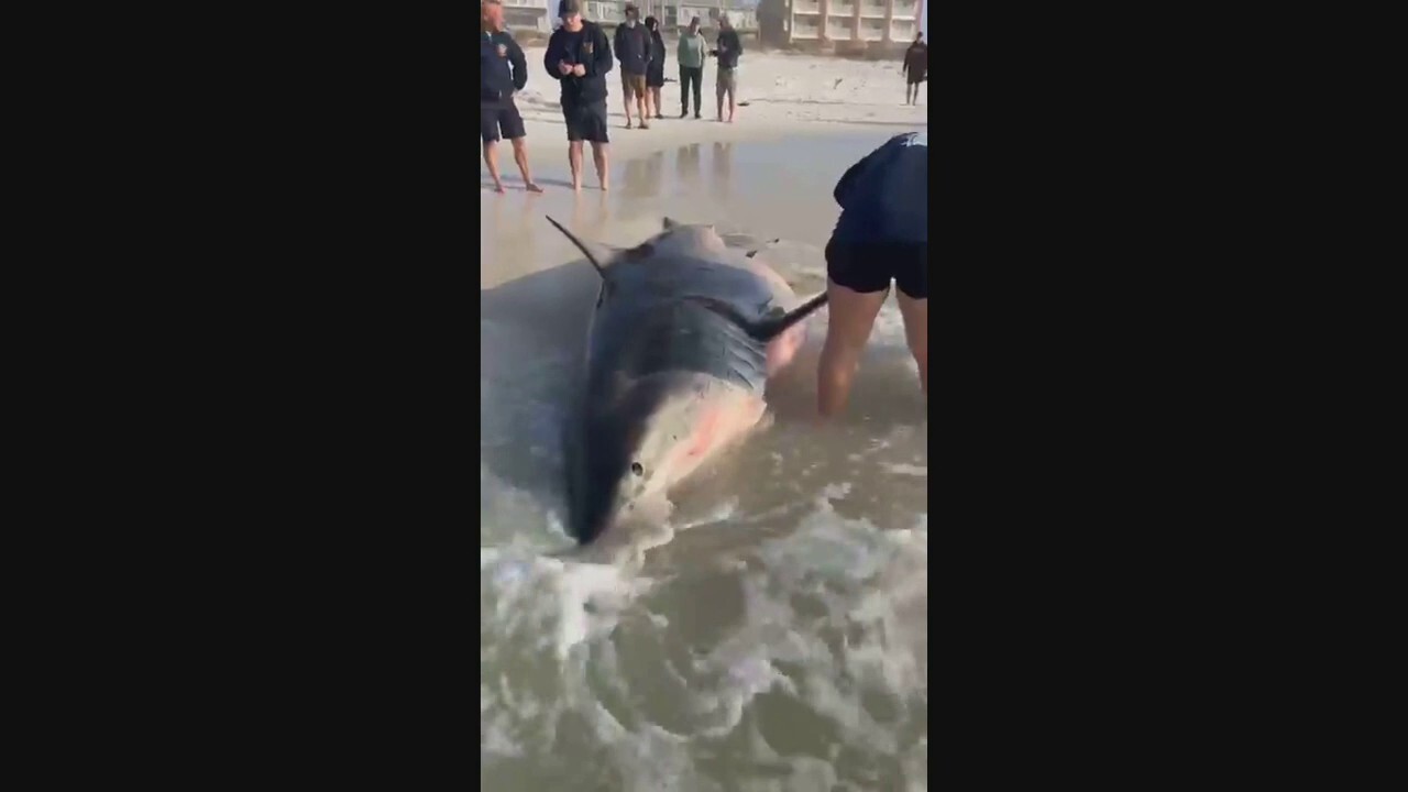 Pregnant great white shark washes up on Florida beach