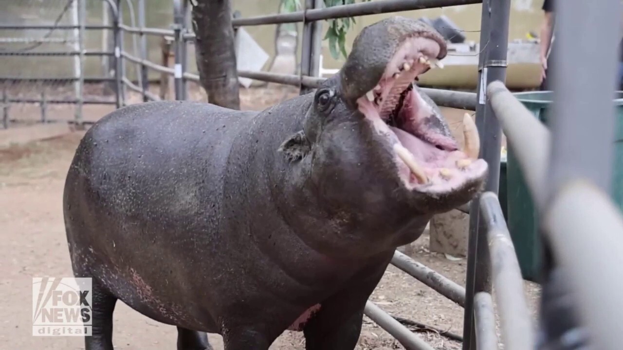 North America’s oldest hippo celebrates 50th birthday in style