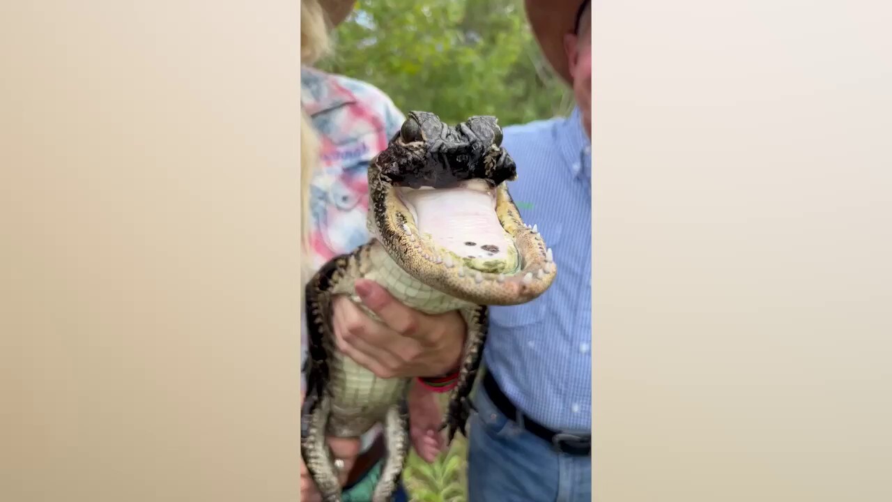 Jawlene алигаторът от Централна Флорида който няма горна челюст се