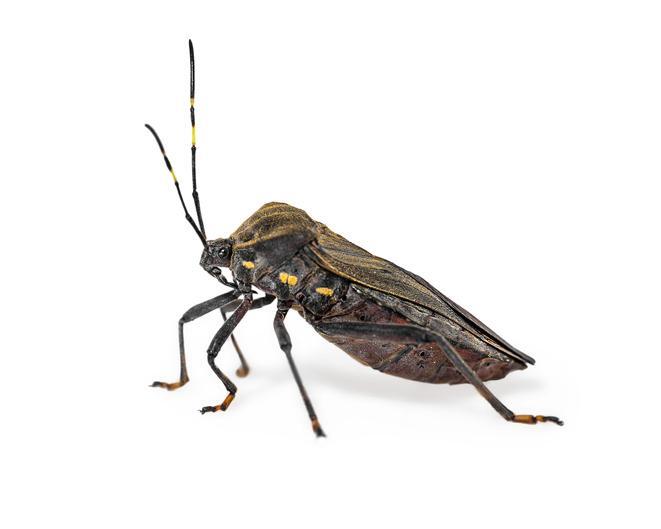 Centers for Disease Control and Prevention: The insect known as the ‘kissing bug’ has a confirmed sighting in Delaware
