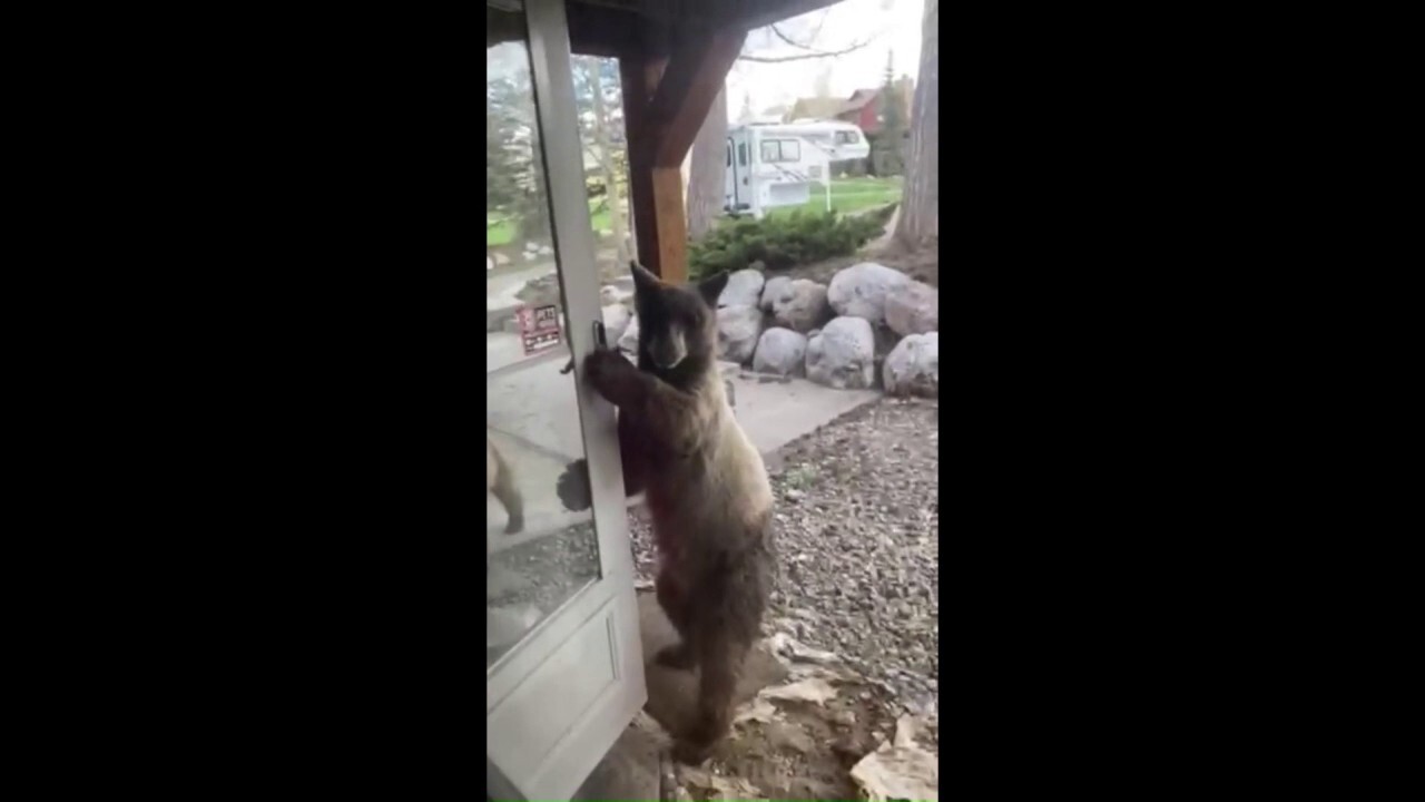 Young bear opens door at Colorado home