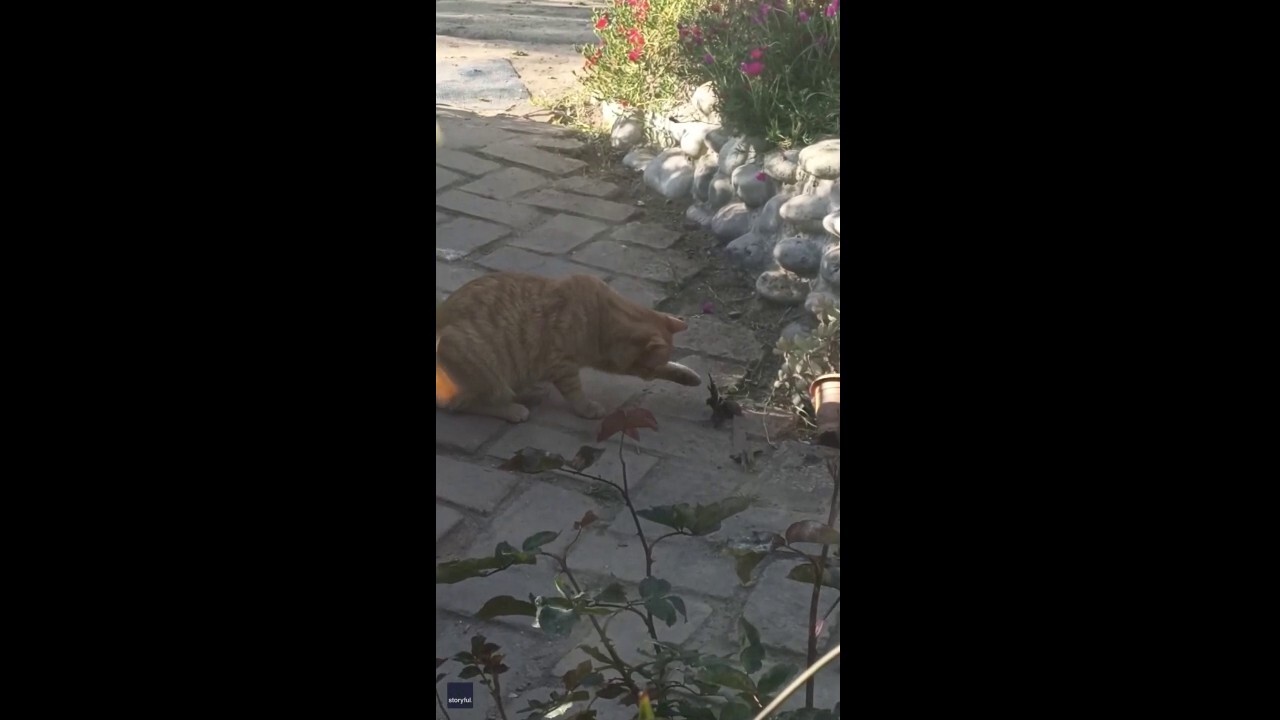 Pet owner tries in vain to get cat to stop harassing tarantula