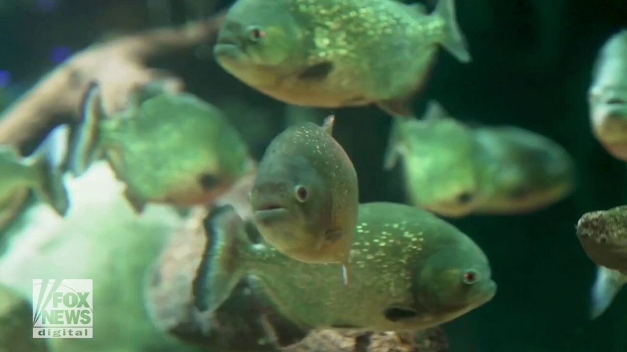 Piranhas make zoo debut after 30-year absence
