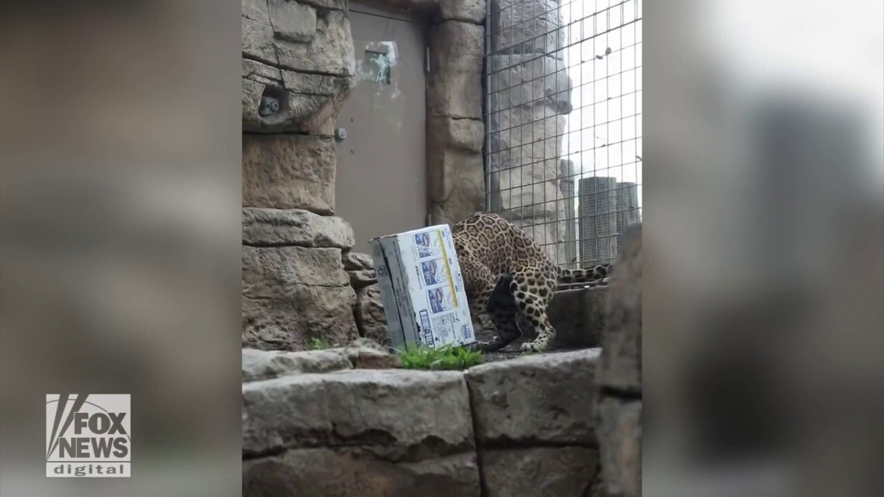  Jaguar struggles to play with cardboard box