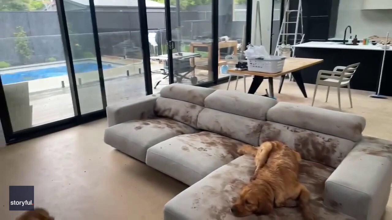 Golden retriever makes a muddy mess on couch after playing outside