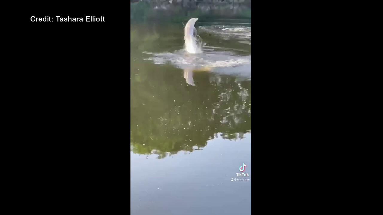 Dolphin captured on video swimming in Connecticut river