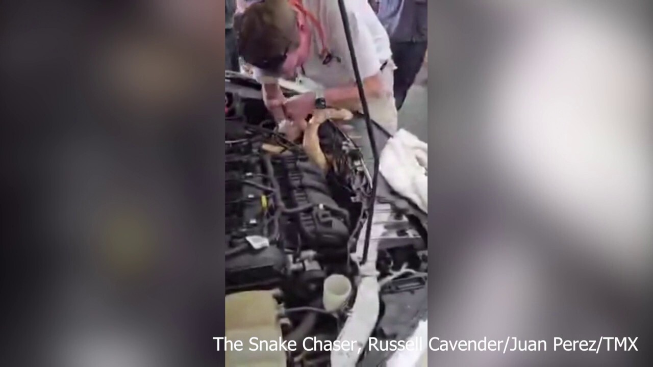 8-foot albino boa constrictor pulled out from under car hood