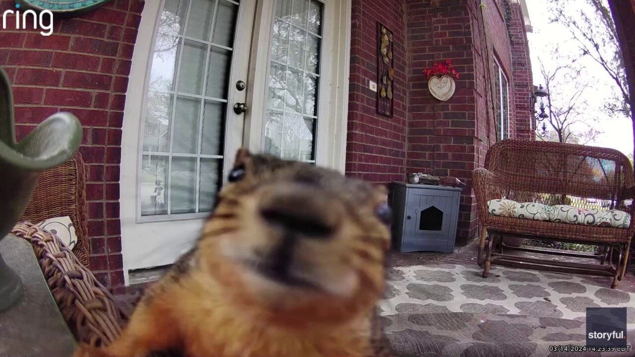 Squirrel knocks down doorbell camera after running across porch