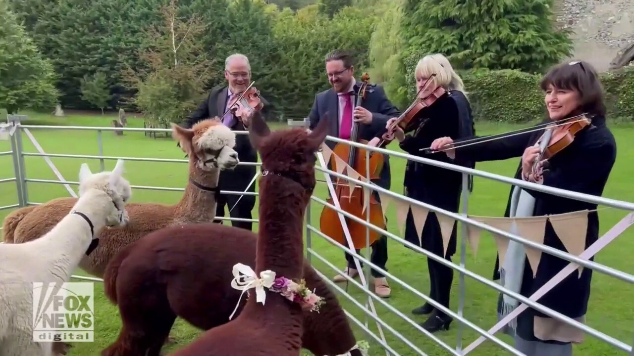 Offered by local farm: Alpaca packages for weddings