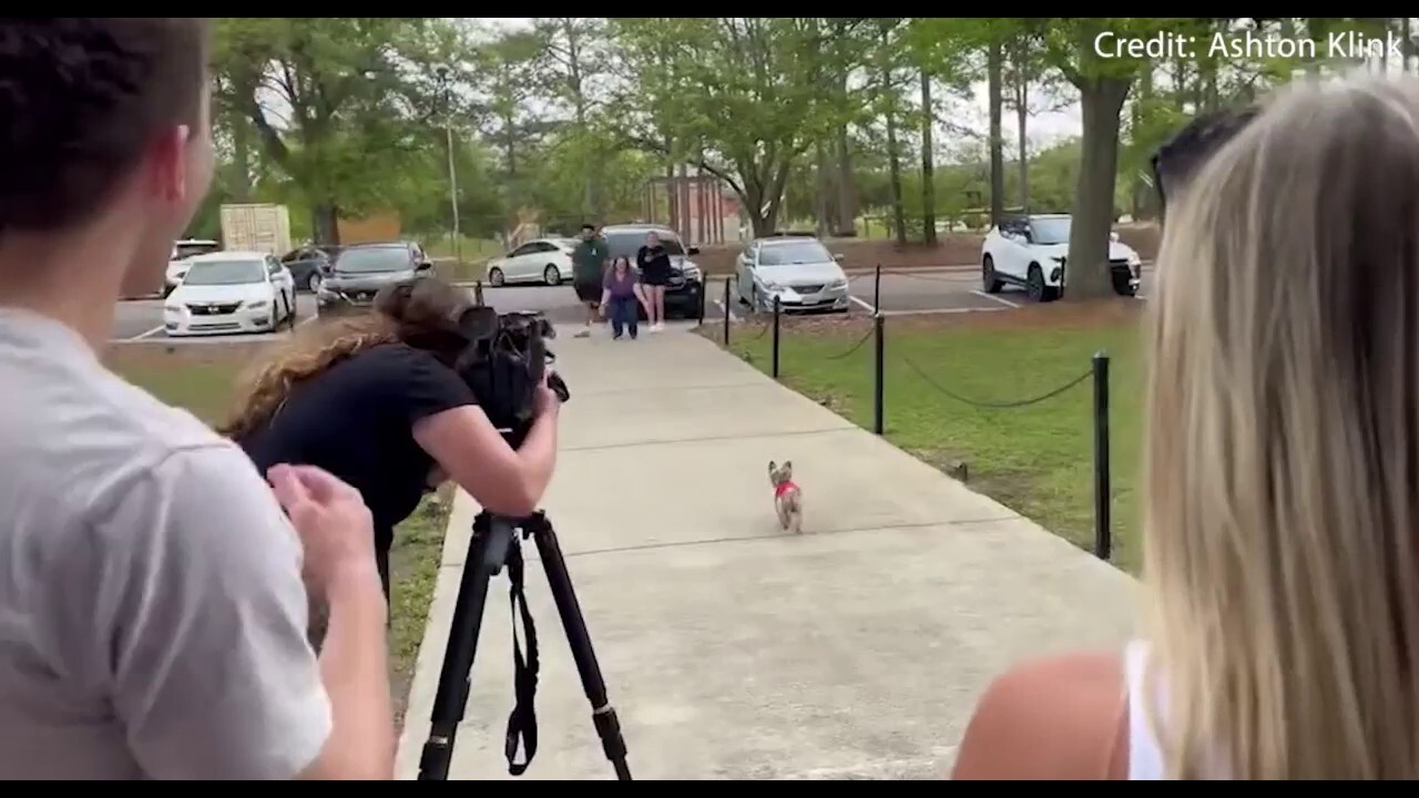 Gone with the wind, found with the bros: Dog lost for 5 years reunited with owner by fraternity brothers
