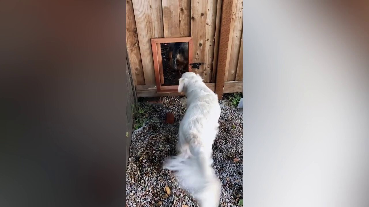 Dog owners make secret door in backyard so friendly pups can play 