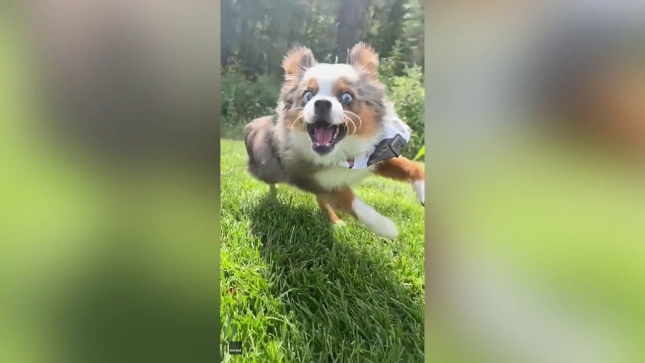 Montana pet owner captures video of 'grass-obsessed' dog's hilarious expressions