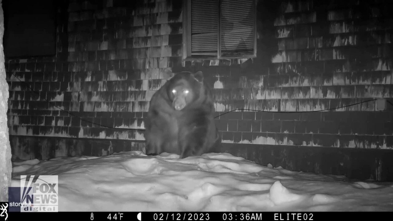 Black bear seen crawling into den on cold winter night