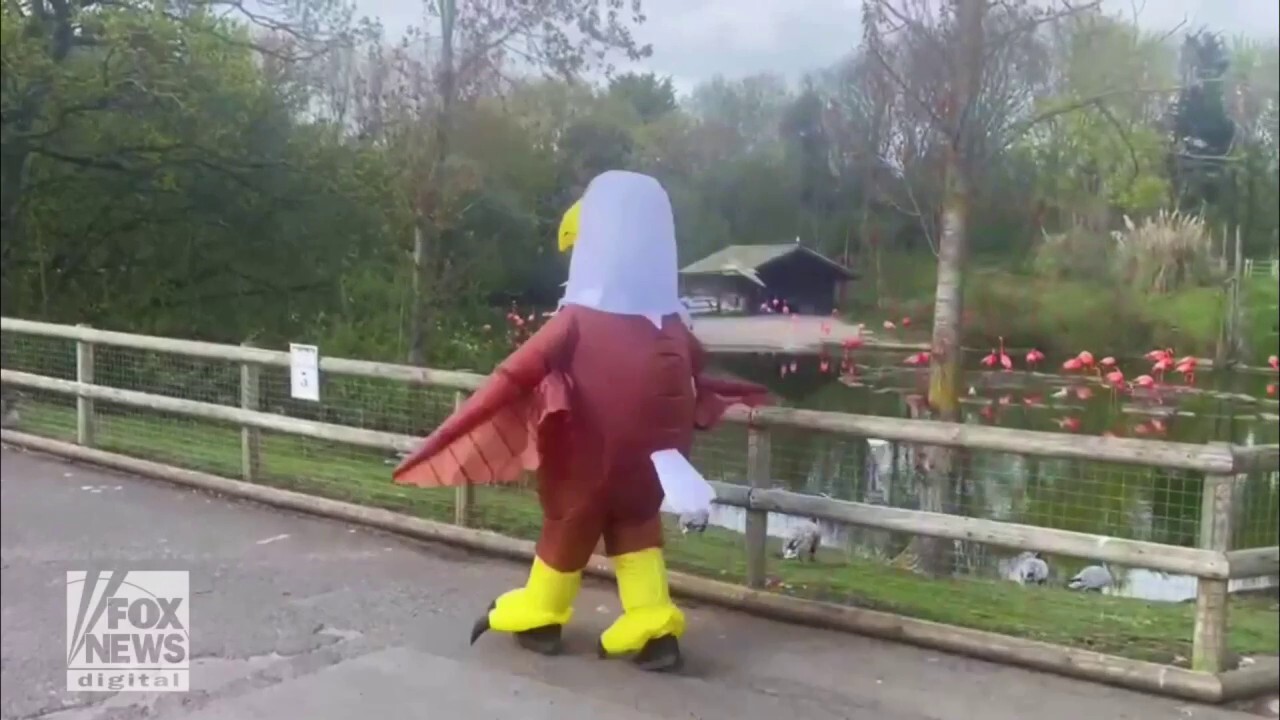 Zoo looking for seagull-scaring employee: See the video!
