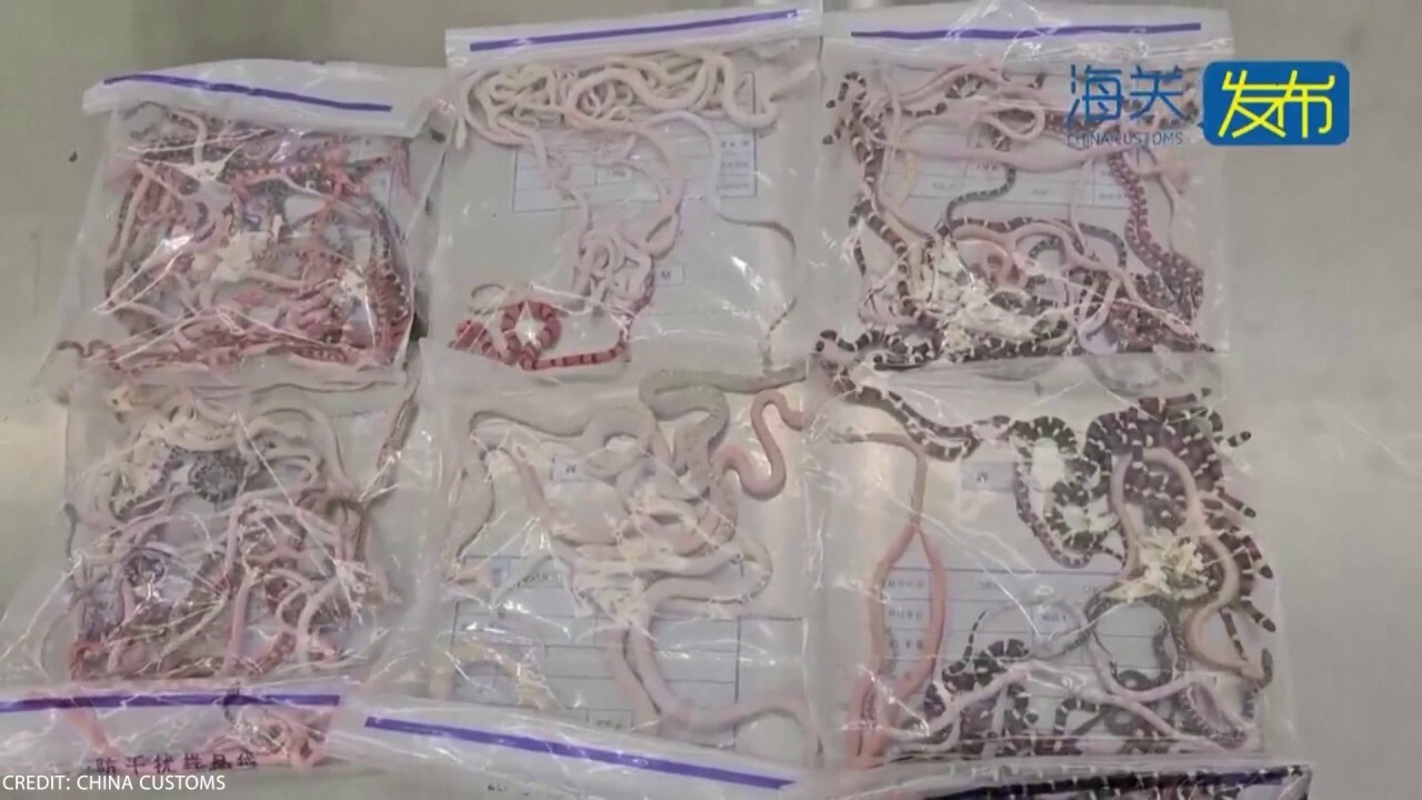 Video shows smuggler attempting to transport 104 live snakes concealed in pants