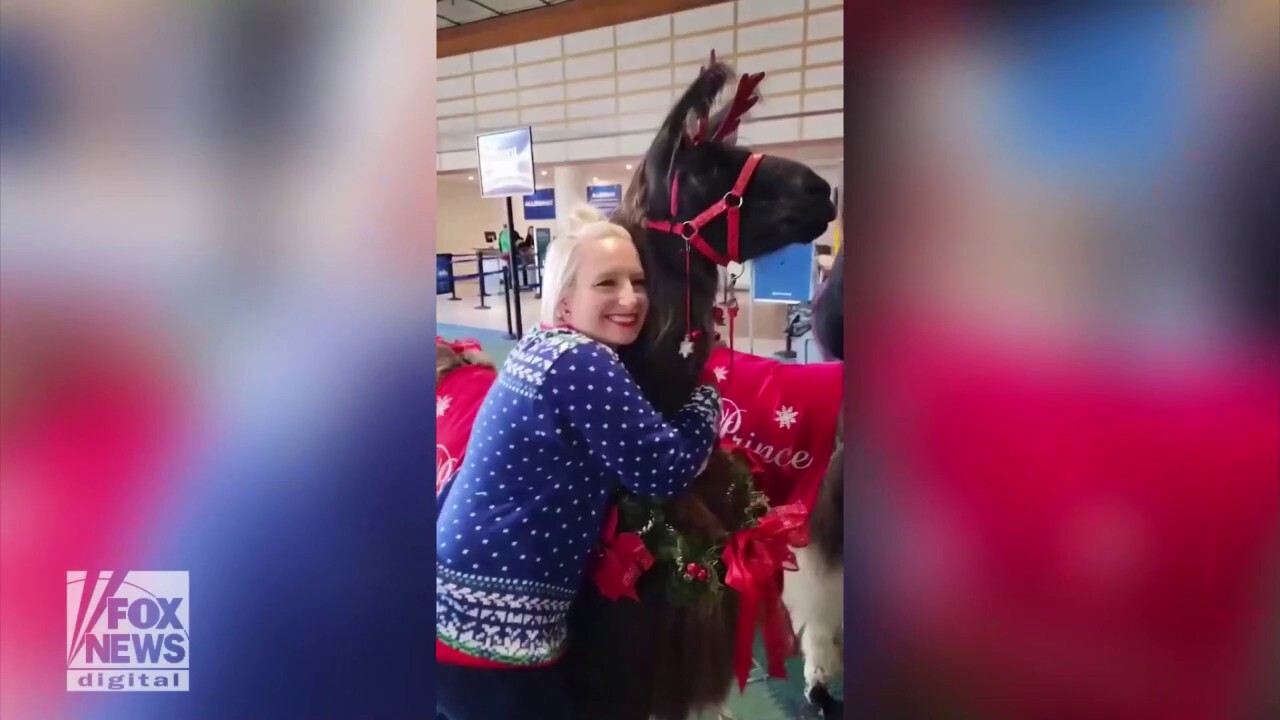 Holiday travelers are welcomed by two therapy llamas while waiting at the Portland Airport