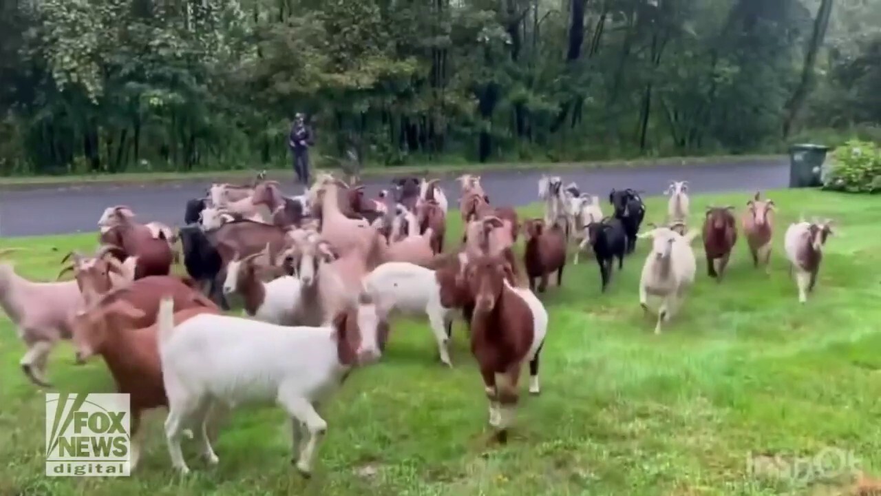 Goats on the loose! New York officer and K-9 corral wandering animals who escaped their pen