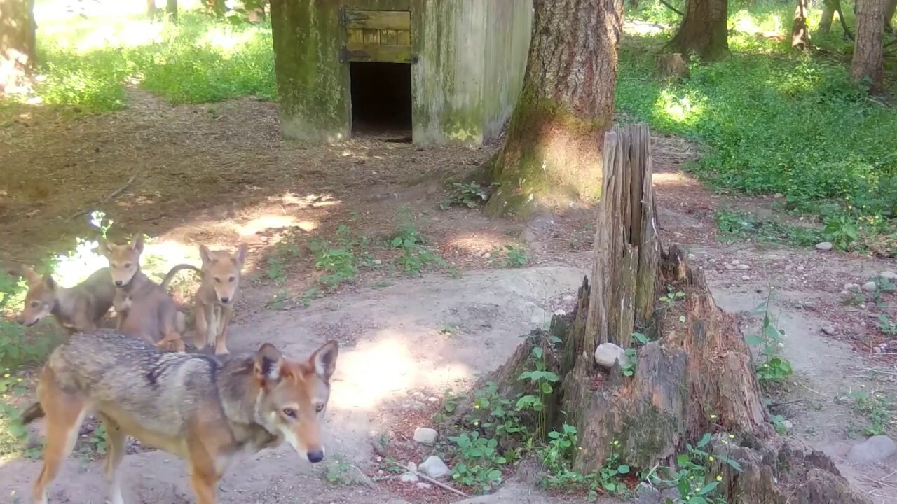 Endangered red wolf puppies spotted playing together