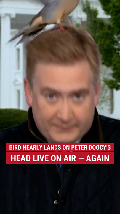 Bird astir   lands connected  Peter Doocy's caput  unrecorded  connected  aerial  – again
