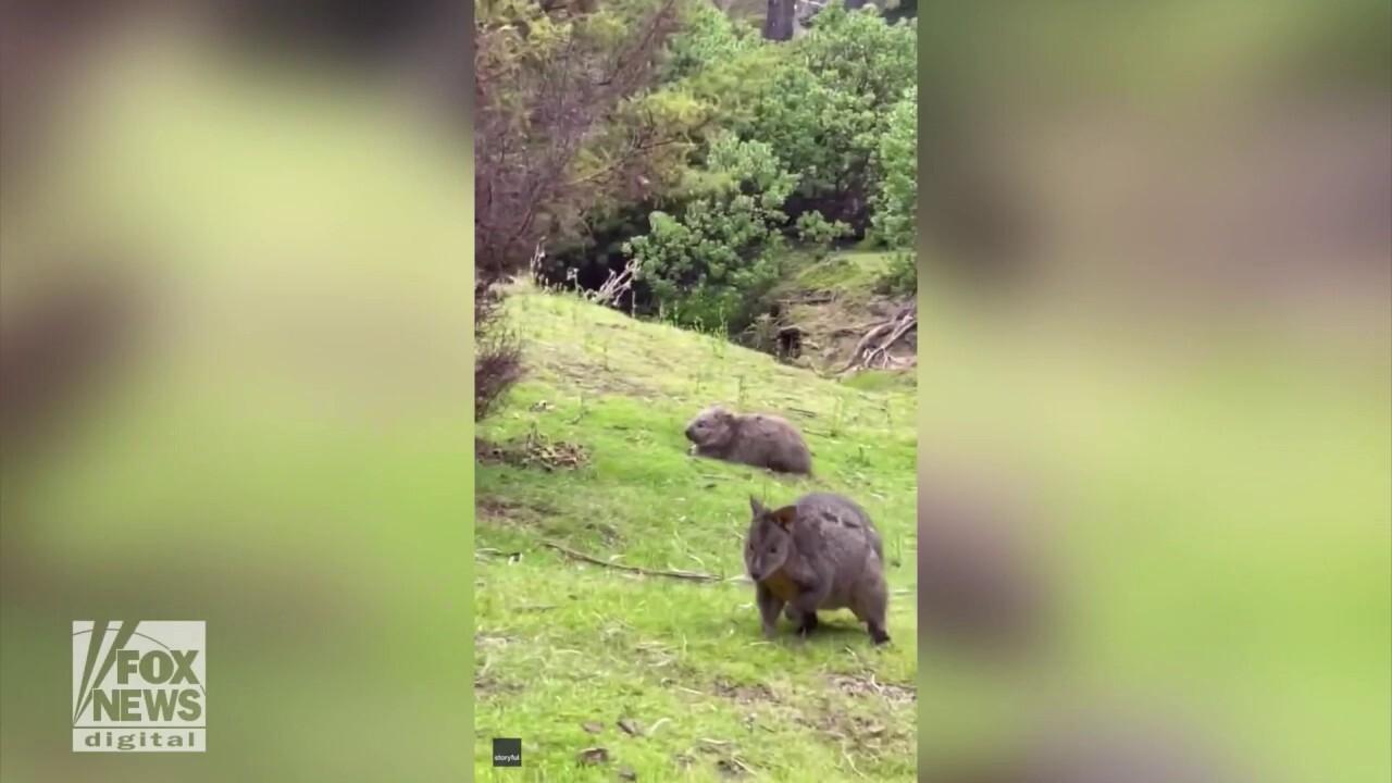 Playful wombat gets 'the zoomies': Watch this fun video