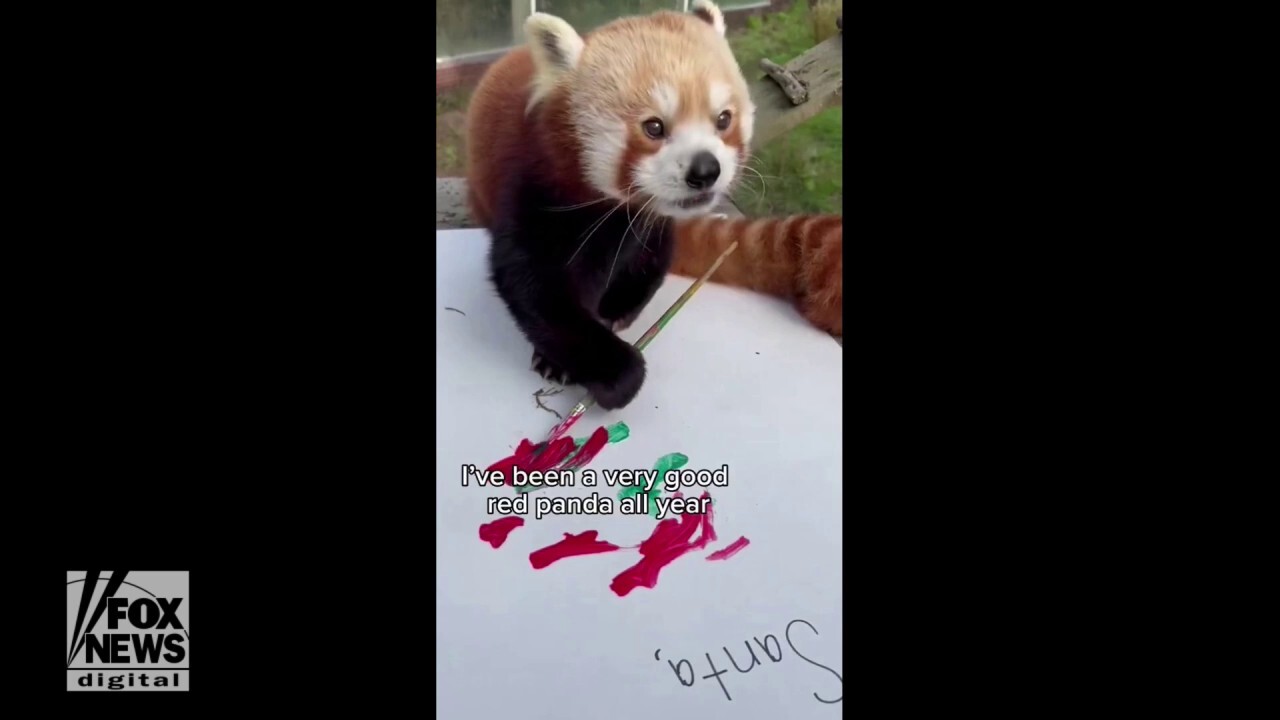 Red panda at California zoo paints 'letters to Santa' before walking around the Christmas display