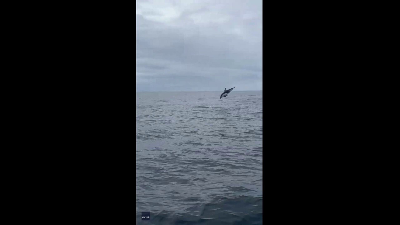 Tourists spot dolphin backflipping in the ocean