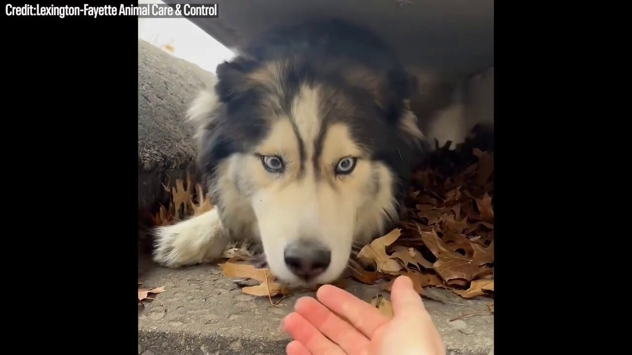 Husky trapped in Kentucky sewer drain rescued by animal control